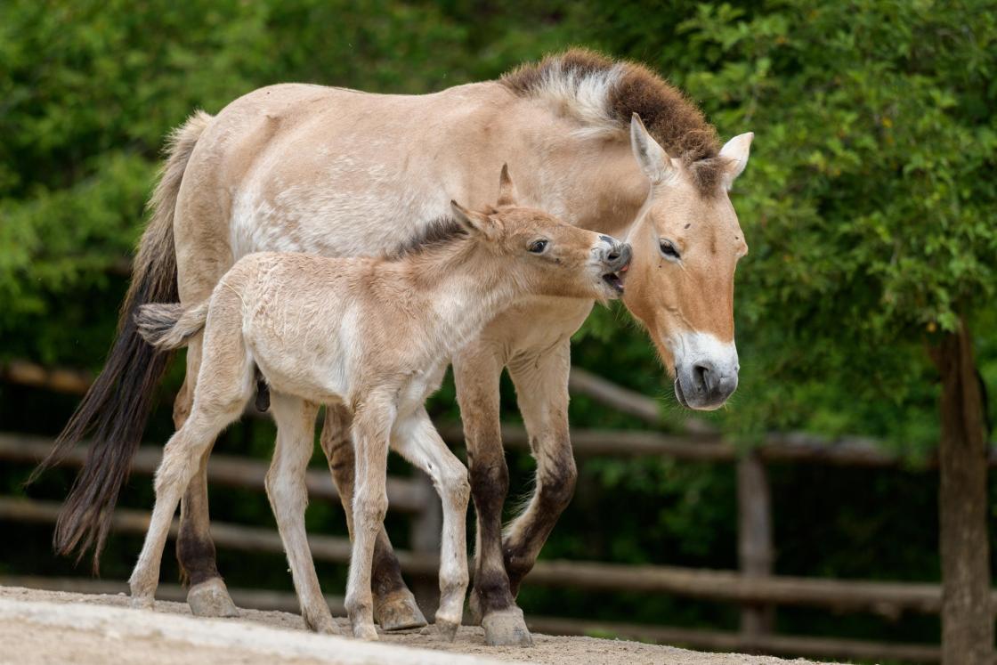 Varios zoológicos europeos participan en un nuevo proyecto internacional para el regreso de los caballos de Przewalski, en peligro de extinción, a la república centroasiática de Kazajistán. EFE/Prague Zoo/Petr Hamerník. SOLO USO EDITORIAL/NO VENTAS/SOLO DISPONIBLE PARA ILUSTRAR LA NOTICIA QUE ACOMPAÑA/CRÉDITO OBLIGATORIO.