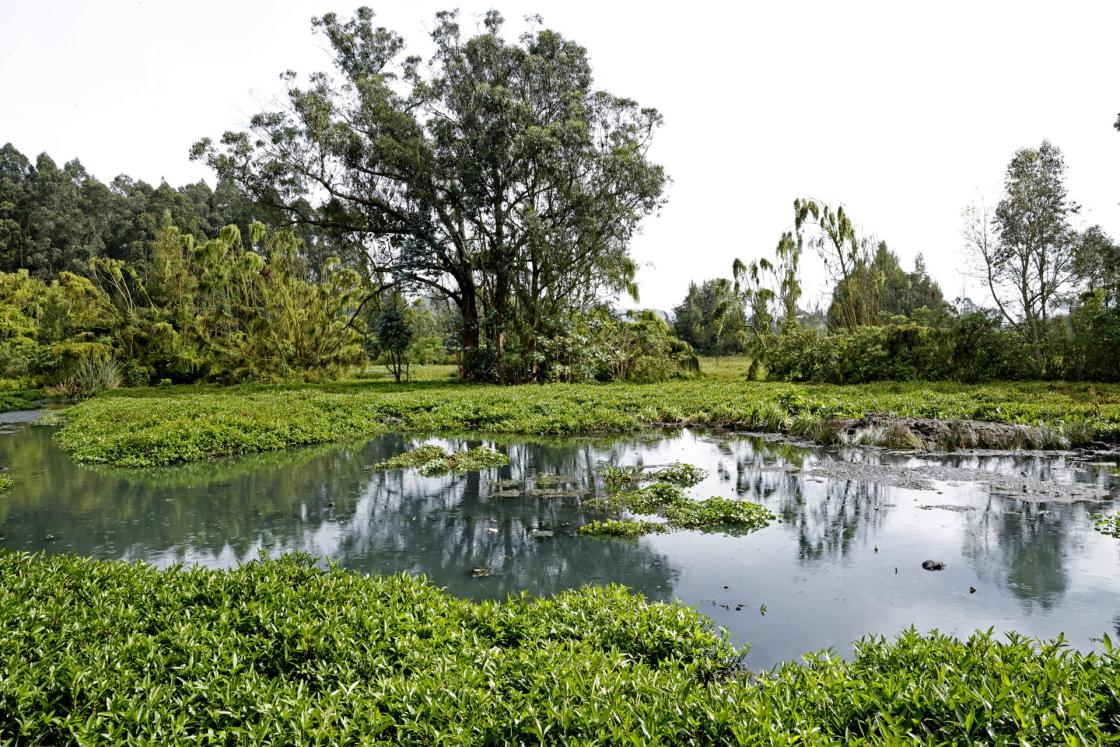Fotografía de archivo fechada el 5 de junio de 2023 del humedal la Conejera, en Bogotá (Colombia). Colombia espera el último paso para la ratificación del Acuerdo de Escazú, un instrumento ambiental y regional que está pendiente de la decisión de la Corte Constitucional que convocó una audiencia pública en una fecha en la que no podrán asistir las organizaciones y expertos, algo que podría poner en peligro el proceso, según el sector ambiental. EFE/ Mauricio Dueñas Castañeda/ARCHIVO