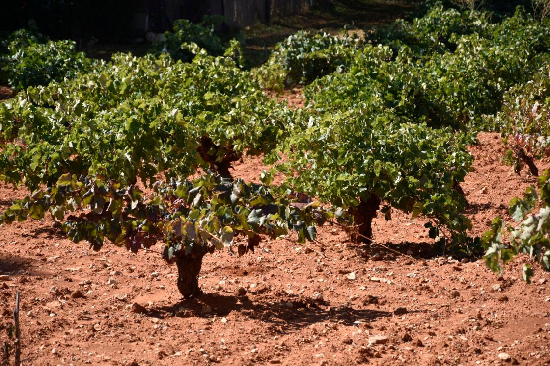 Fotografía de archivo de Viñas y viñedos en los alrededores de la localidad de Valdelaguna.EFE/ Juana Benet
