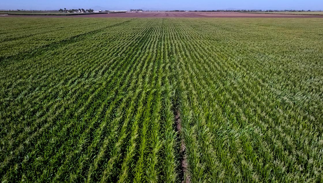Fotografía cedida este lunes por PepsiCo, donde se observa un cultivo de maíz en la ciudad de Los Mochis, estado de Sinaloa (México). EFE/ PepsiCo /SOLO USO EDITORIAL/SOLO DISPONIBLE PARA ILUSTRAR LA NOTICIA QUE ACOMPAÑA (CRÉDITO OBLIGATORIO)