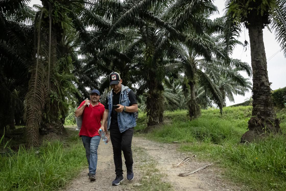 GUA3001. Izabal (GUATEMALA).14/05/2024.- Los migrantes hondureños Danny Gámez (derecha) y Mario Alvarado (izquierda) caminan en el sendero de una plantación de palma africana para bordear los puestos policiales en la carretera fronteriza de Guatemala y Honduras, el pasado 2 de mayo, durante su trayecto migratorio en la carretera de Entre Ríos que separa ambas naciones centroamericanas. Ambos intentan volver a ingresar a Estados Unidos para mejorar sus condiciones de vida. EFE/David Toro