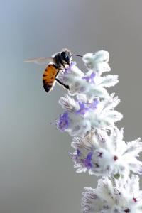Fotografía de archivo fechada el 17 de enero de 2024, de una abeja silvestre polinizando una flor en Zapopan (México). EFE/Carlos Zepeda/ARCHIVO