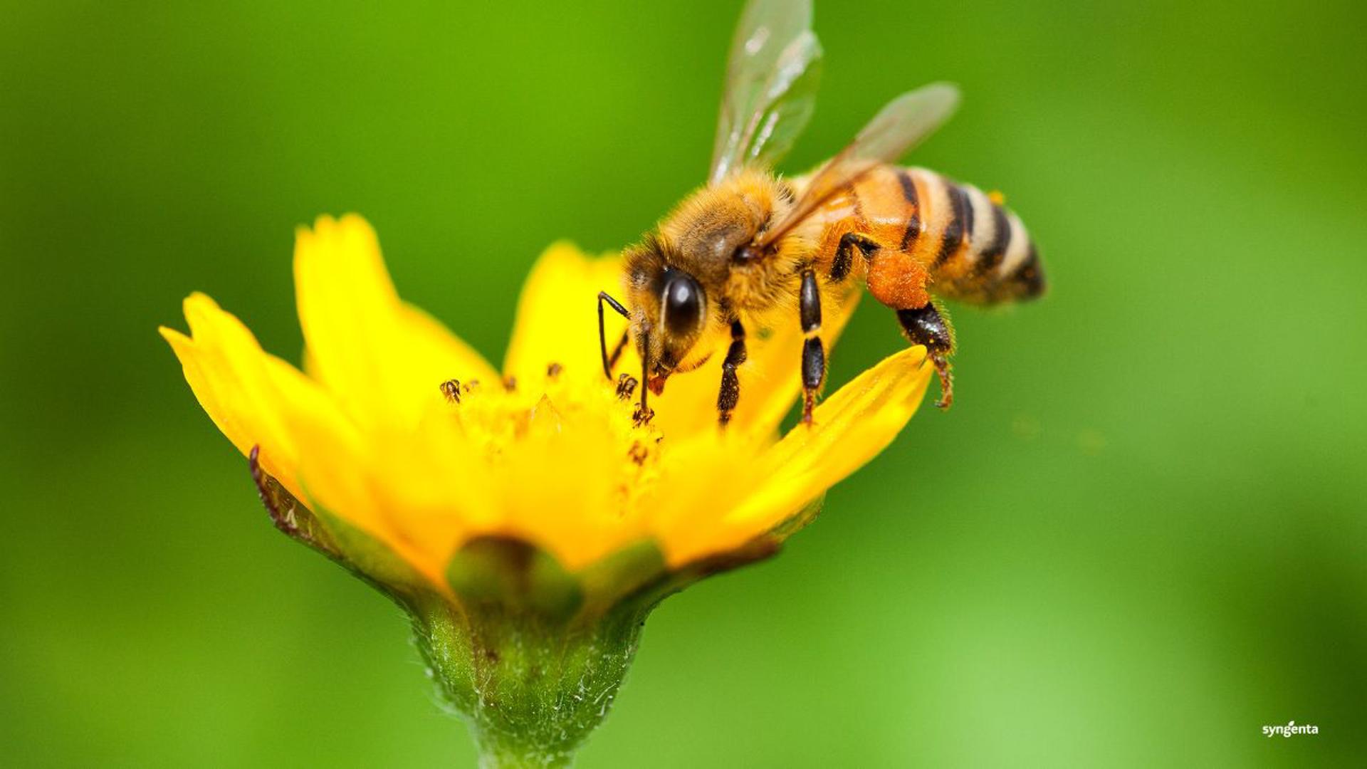 Día Mundial de las Abejas: Syngenta protege la vida de los polinizadores en 52,308 hectáreas de cultivos agrícolas en Latinoamérica Norte. SOLO USO EDITORIAL /EFE