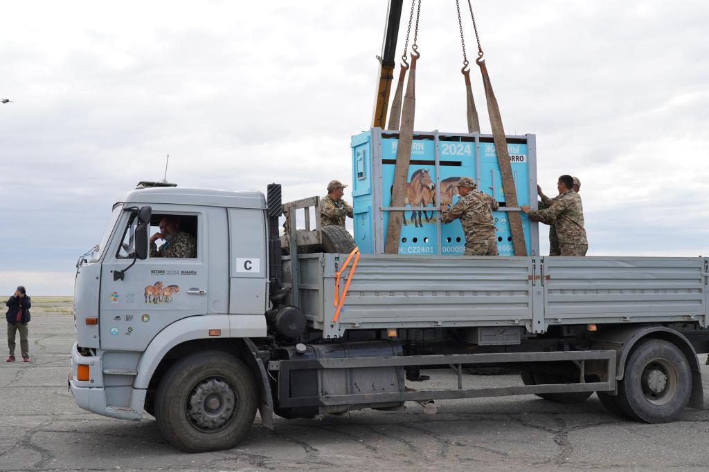 ASTANÁ , 11/06/2024.-Los primeros siete caballos de Przewalski, en peligro de extinción, volvieron a la república centroasiática de Kazajistán, su hábitat natural, en el marco de un proyecto internacional en el que participan varios países europeos, informó hoy el Ministerio de Exteriores kazajo. EFE/Ministerio de Ecología y Recursos Naturales de Kazajistán.SOLO USO EDITORIAL/SOLO DISPONIBLE PARA ILUSTRAR LA NOTICIA QUE ACOMPAÑA (CRÉDITO OBLIGATORIO)