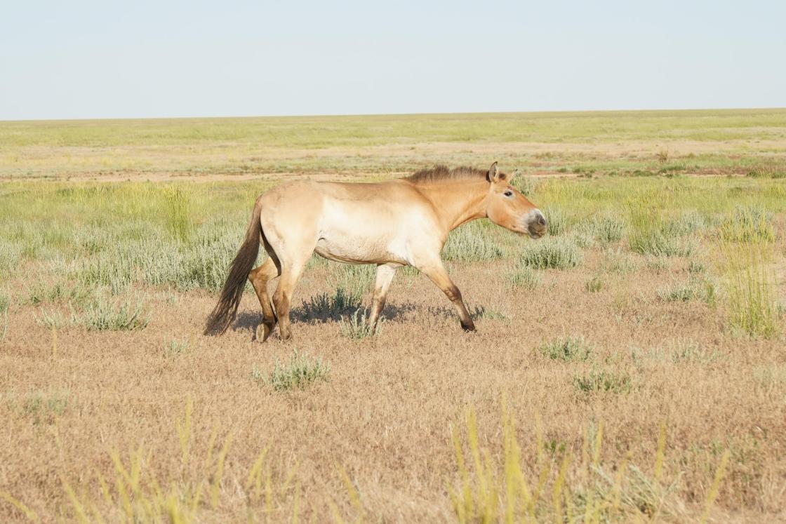 ASTANA (KAZAKHSTAN), 06/11/2024.- The first seven endangered Przewalski's horses returned to the Central Asian Republic of Kazakhstan, their natural habitat, as part of an international project involving several European countries, the Kazakh Foreign Ministry said Tuesday. EFE/Kazakh Ministry of Ecology and Natural Resources. EDITORIAL USE ONLY/ONLY AVAILABLE TO ILLUSTRATE THE ACCOMPANYING NEWS (OBLIGATORY CREDIT)
