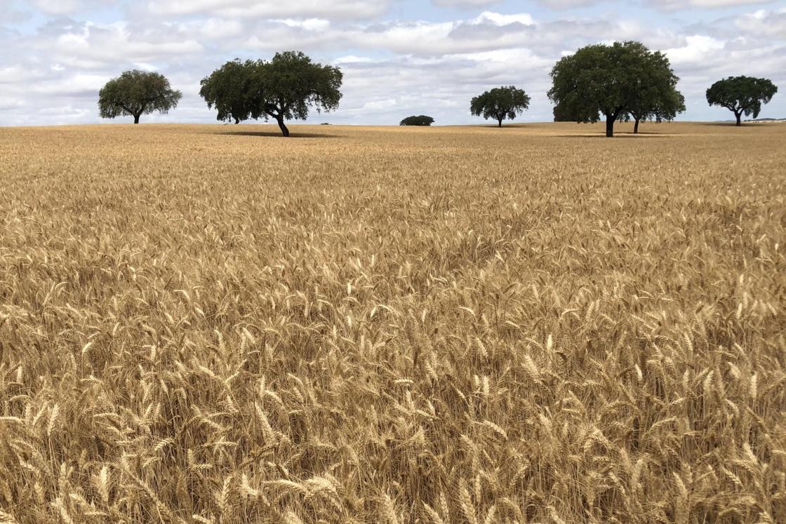 La multinacional alimentaria Nestlé destina unas 4.000 hectáreas, ubicadas en Castilla y León, al cultivo de cereales destinados a papillas y alimentos infantiles con agricultura regenerativa. EFE/NESTLÉ/IMAGEN CEDIDA/CRÉDITO OBLIGATORIO