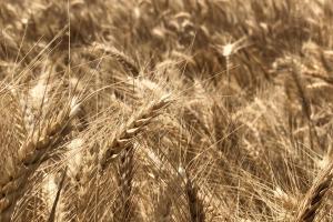 Cerca del 40 % de los cereales utilizados en las papillas para bebés de la compañía Nestlé proviene de sistemas de agricultura regenerativa realizados en campos de Castilla y León. EFE/NESTLÉ/IMAGEN CEDIDA/CRÉDITO OBLIGATORIO