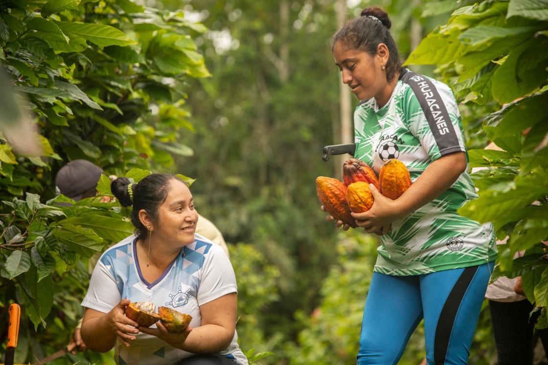Photo provided by Proamazonia showing women harvesting cocoa. Ecuador has established itself as a pioneering country in sustainable production, free of deforestation with coffee and cocoa as its flagship products. EFE/ Proamazonia / EDITORIAL USE ONLY/ ONLY AVAILABLE TO ILLUSTRATE THE NEWS IT ACCOMPANIES (CREDIT REQUIRED)