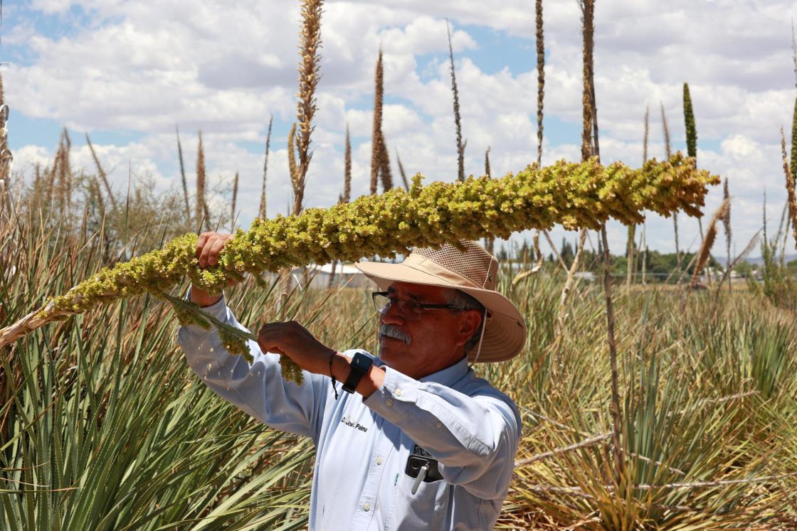 Academic José Luis Palma works in the sotol fields of the Faculty of Agricultural and Forestry Sciences at the Autonomous University of Chihuahua (UACH) in the municipality of Delicias, Chihuahua, Mexico. EFE/Alex Cruz