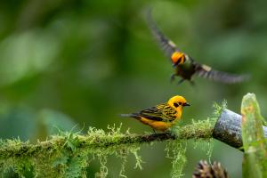 Fotografía que muestra aves desde el hotel Casa de Vista Alta en el Bosque del Choco (Ecuador). EFE/ José Jácome