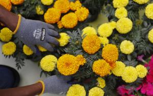 Trabajadores inician con la elaboración de un tapete de flores como preámbulo de la Feria de las Flores en el Centro Comercial Santa Fe, en Medellín (Colombia). EFE/ Luis Eduardo Noriega A.