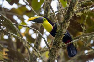 Fotografía de un Tucán, desde el Hotel Casa de Vista Alta, en el Bosque del Choco (Ecuador). EFE/ José Jácome