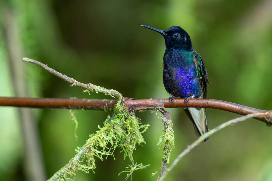 Fotografía que muestra un colibrí en el Hotel Casa de Vista Alta en el Bosque del Choco (Ecuador). EFE/José Jácome