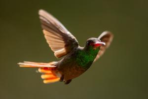 Fotografía que muestra un colibrí en el Hotel Casa de Vista Alta en el Bosque del Choco (Ecuador). EFE/José Jácome