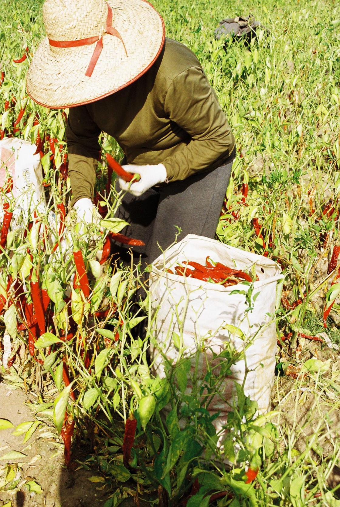 En esta campaña hay registrados 420 agricultores con explotaciones inscritas, según datos de la DOP Pimentón de la Vera. EFE/DOP PIMENTÓN DE LA VERA/IMAGEN CEDIDA/CRÉDITO OBLIGATORIO 