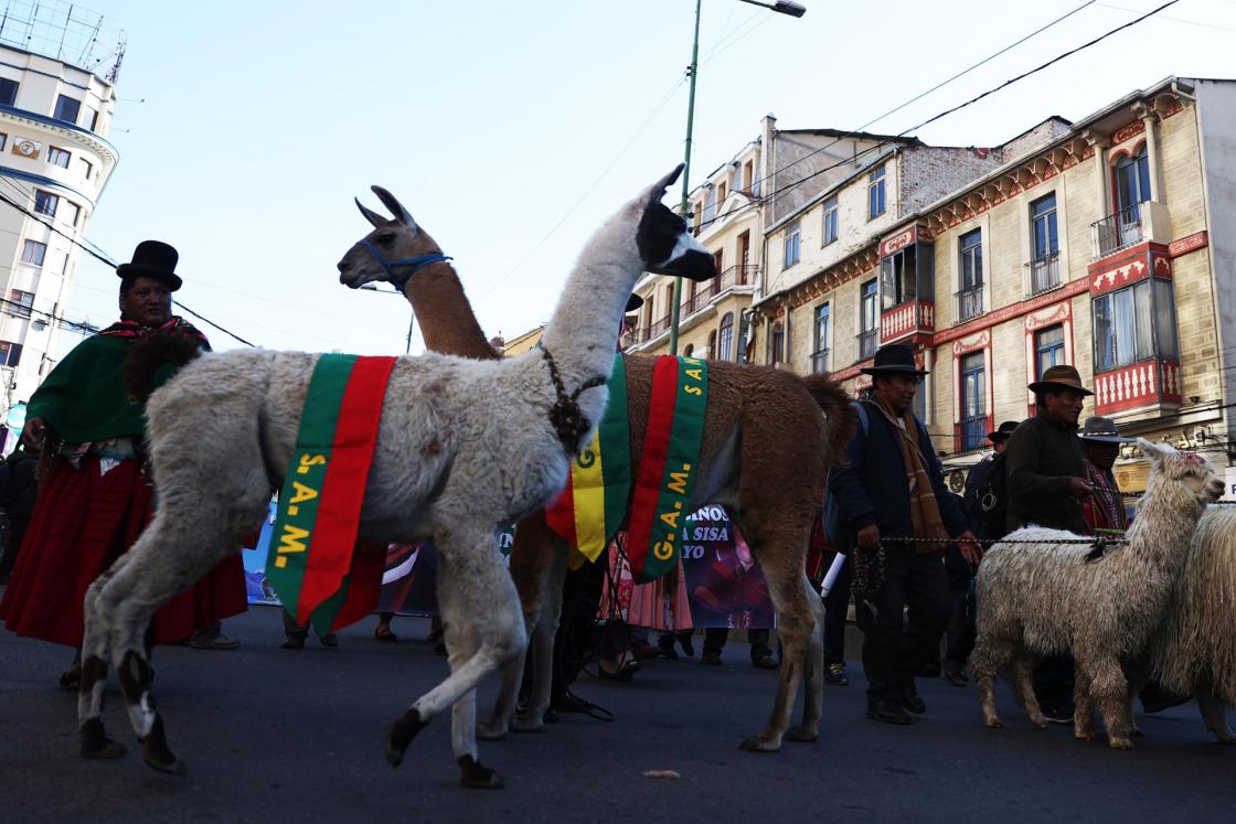 Indígenas y campesinos bolivianos marchan con sus llamas y alpacas durante el lanzamiento del Año Internacional de los Camélidos en La Paz (Bolivia). EFE/ Luis Gandarillas