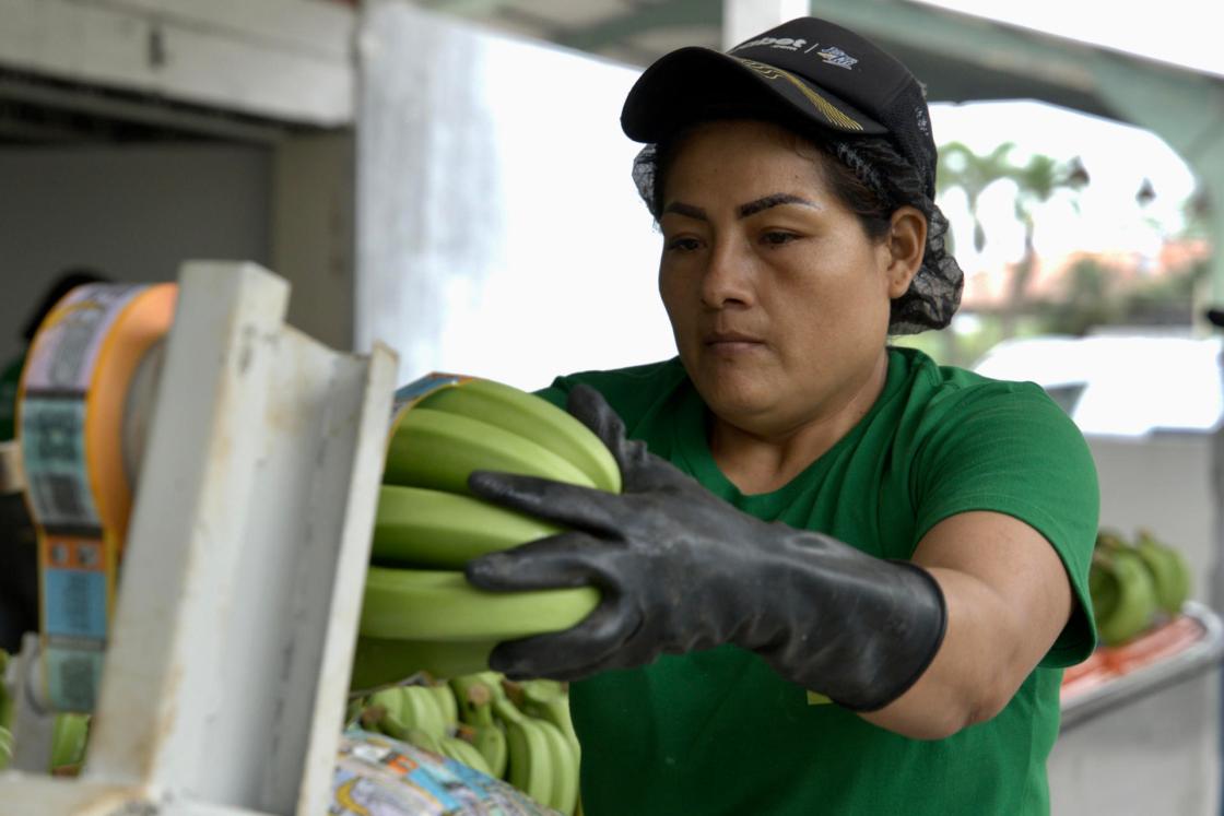 Photograph of bananas harvested at Hacienda Celia Maria, which produces organic bananas for export in the southern Ecuadorian province of El Oro in Pasaje, Ecuador. EFE / Mauricio Torres