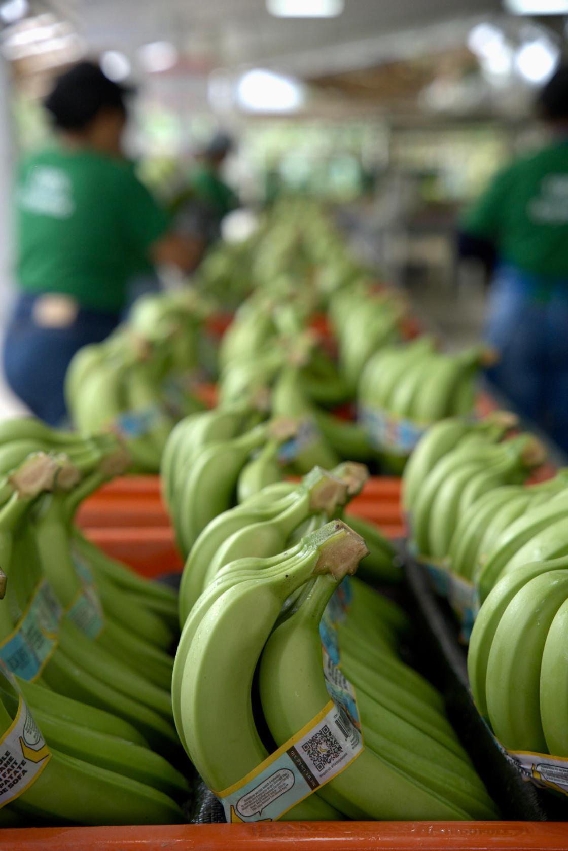 Fotografía de un conjunto de bananos precintados para ser exportados desde la Hacienda Celia María, que produce banano orgánico para la exportación en la sureña provincia ecuatoriana de El Oro. EFE / Mauricio Torres 