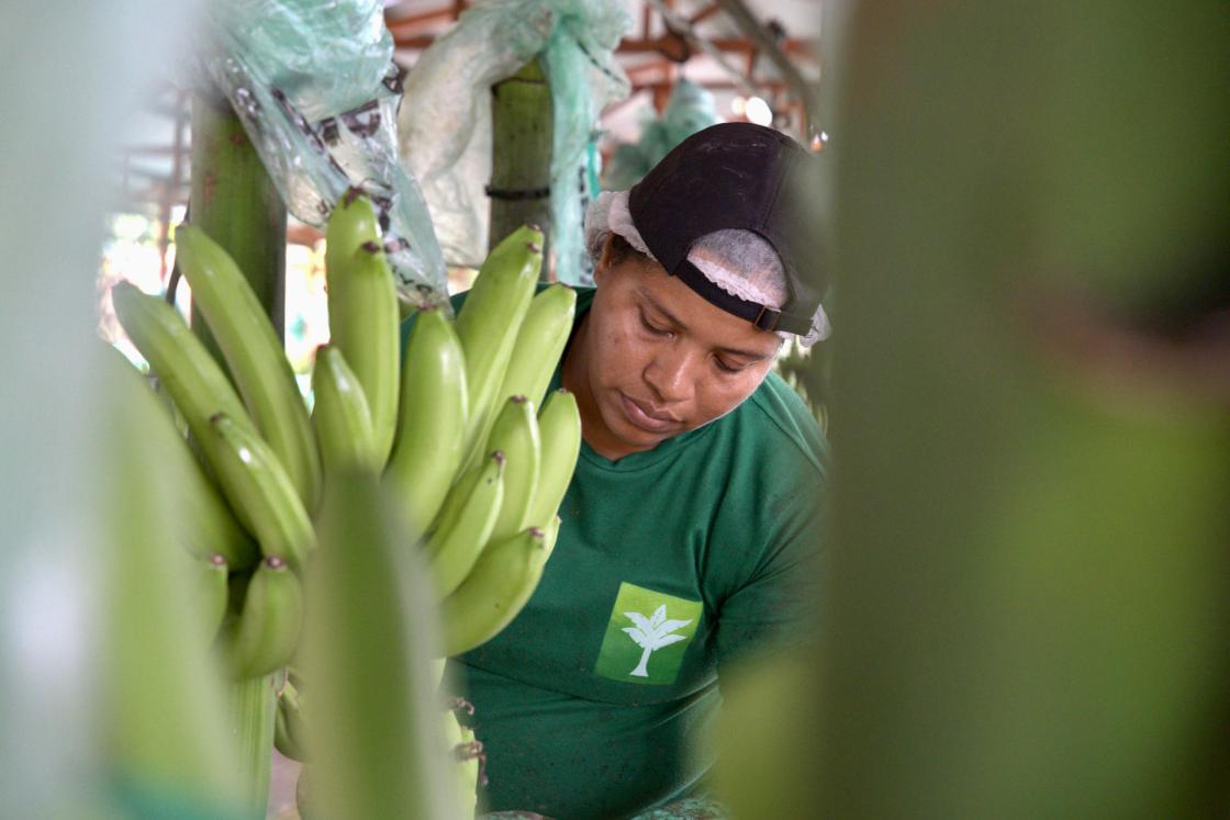 Una trabajadora de la Hacienda Celia María, que produce banano orgánico para la exportación en la sureña provincia ecuatoriana de El Oro, revisa un racimo de bananos durante una jornada de labores en Pasaje (Ecuador). EFE / Mauricio Torres