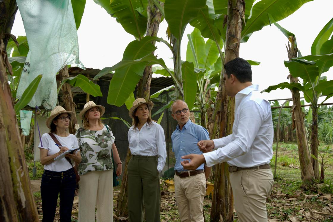 La embajadora de la Unión Europea (UE) en Ecuador, Jekaterina Doródnova (2-i), la vicepresidenta de la Asociación de Exportadores de Banano del Ecuador (AEBE), Marianela Ubilla (c), el jefe de la Sección Económica y Comercial de la Delegación de la Unión Europea en Ecuador, Christophe De Vroey (2-d), y el presidente de AEBE, Jorge Encalada (d), hablan durante una visita a las plantaciones de banano de la Hacienda Celia María, en el cantón (municipio) de Pasaje, de la sureña provincia costera de El Oro (Ecuador). EFE / Mauricio Torres