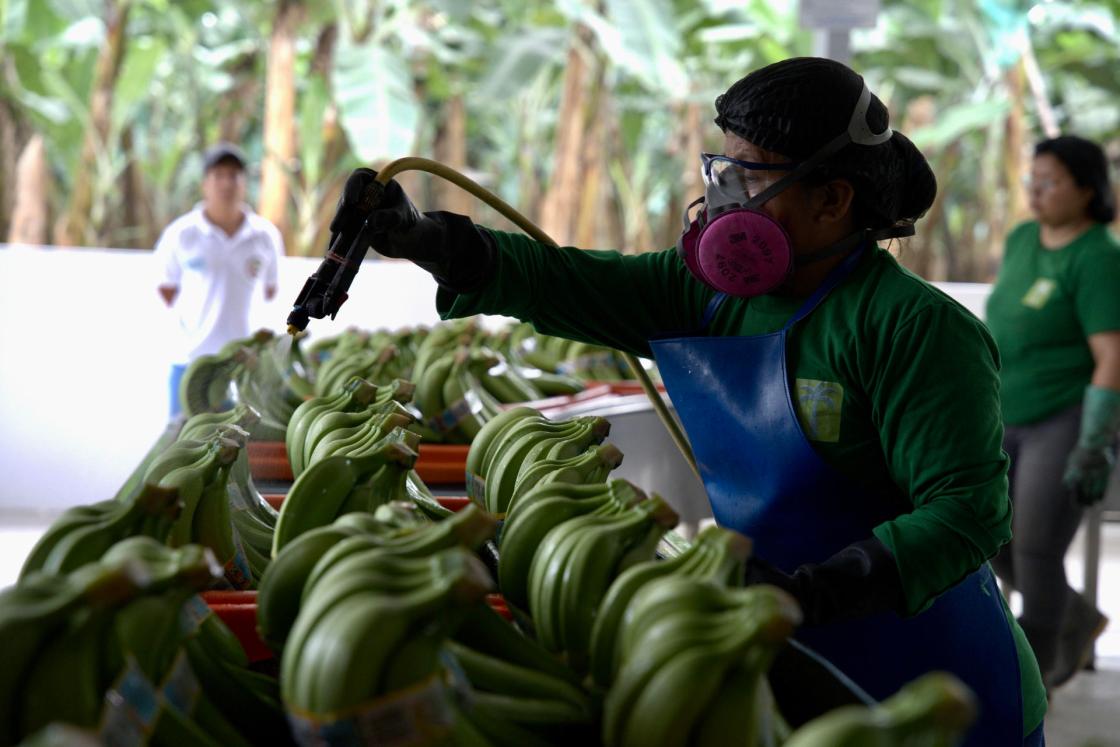 Una trabajadora de la Hacienda Celia María, que produce banano orgánico para la exportación en la sureña provincia ecuatoriana de El Oro, procesa bandejas de bananos durante una jornada de labores en Pasaje (Ecuador). EFE / Mauricio Torres