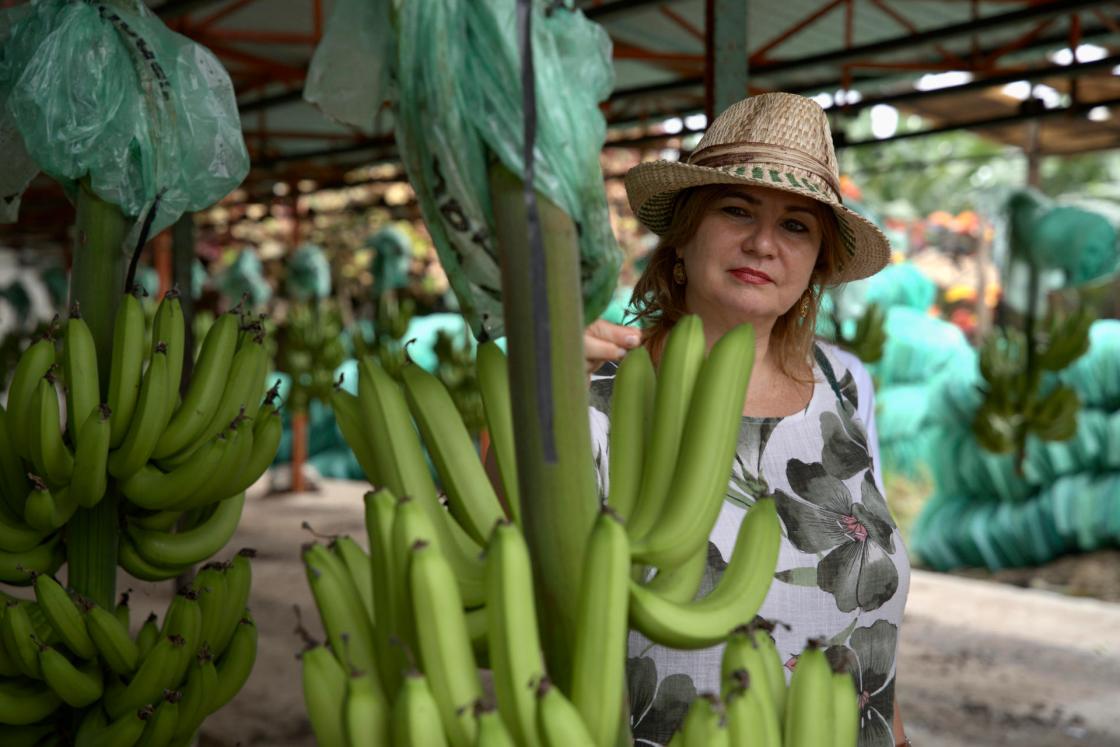 La embajadora de la Unión Europea (UE) en Ecuador, Jekaterina Doródnova, observa un racimo de bananos durante una visita a las plantaciones de banano de la Hacienda Celia María, en el cantón (municipio) de Pasaje, de la sureña provincia costera de El Oro (Ecuador). EFE / Mauricio Torres