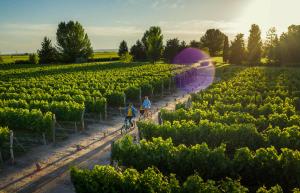 Fotografía cedida por Visit Argentina donde se observan un viñedo. EFE/ Visit Argentina/ SOLO USO EDITORIAL/SOLO DISPONIBLE PARA ILUSTRAR LA NOTICIA QUE ACOMPAÑA (CRÉDITO OBLIGATORIO)