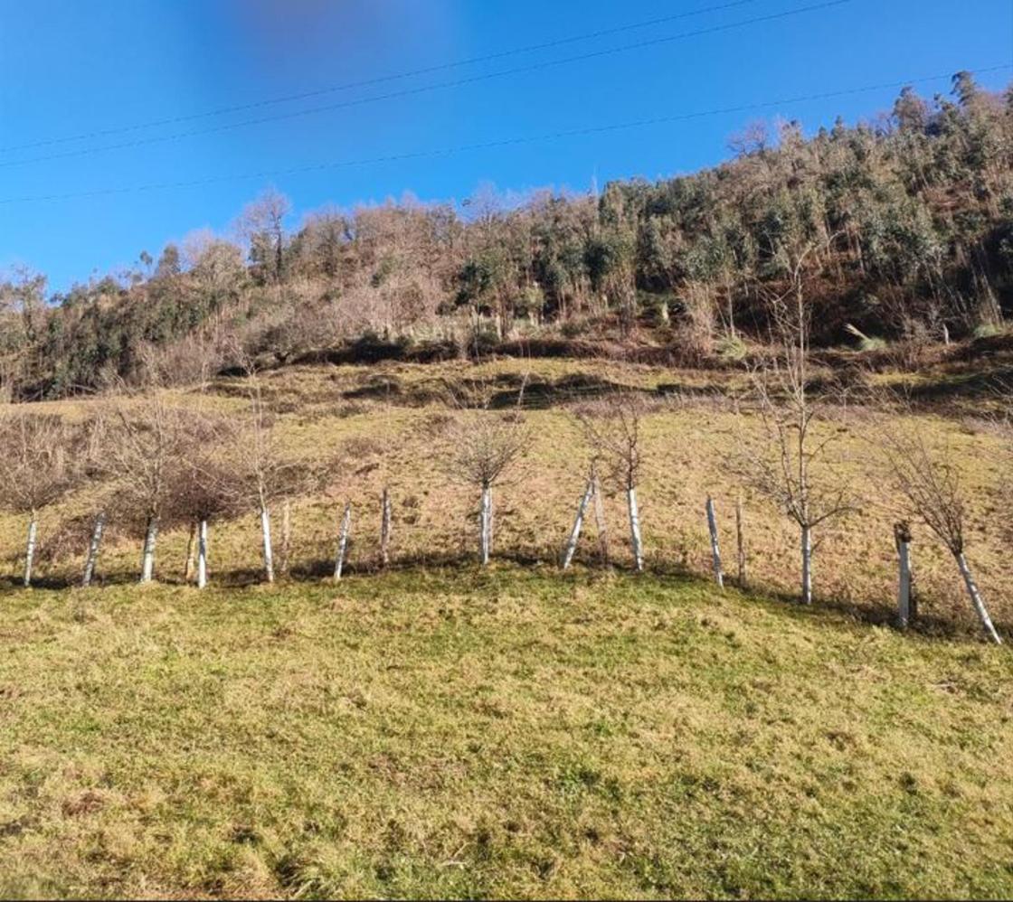 La Fundación Naturaleza y Hombre convertirá un eucaliptal de Liérganes en bosque autóctono.