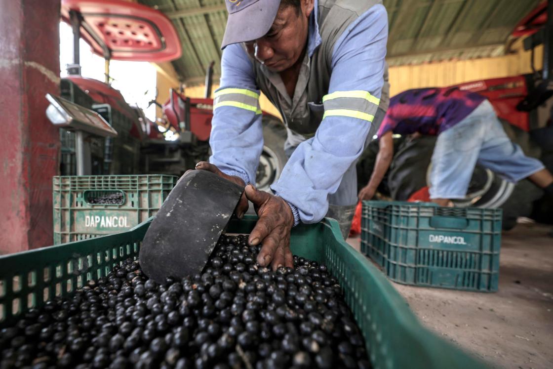 Fotografía que muestra un persona separando frutos açaí en una plantación de Igarapé-Miri (Brasil). EFE/ Antonio Lacerda/ARCHIVO