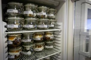 MÁLAGA (ESPAÑA), 06/02/2025.- Impedir que ciertas especies de plantas se extingan tras periodos severos de sequía, incendios forestales o catástrofes es uno de los principales objetivos de bancos de semillas como el de la Universidad de Málaga (UMA), una herramienta "fundamental" para la conservación de la biodiversidad. Así lo afirma a EFE María del Mar Trigo, la directora científica del Jardín Botánico de la UMA, donde se ubica este banco de semillas que, a pesar de ser relativamente joven -comenzó a funcionar a principios de 2022-, tiene cerca de 200 muestras de unas 125 especies diferentes. EFE/Álvaro Cabrera