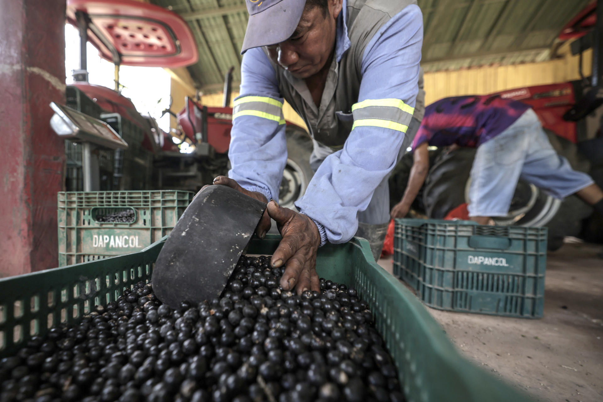 Photograph showing a person separating açaí fruits on a plantation in Igarapé-Miri (Brazil). EFE/ Antonio Lacerda/ARCHIVO