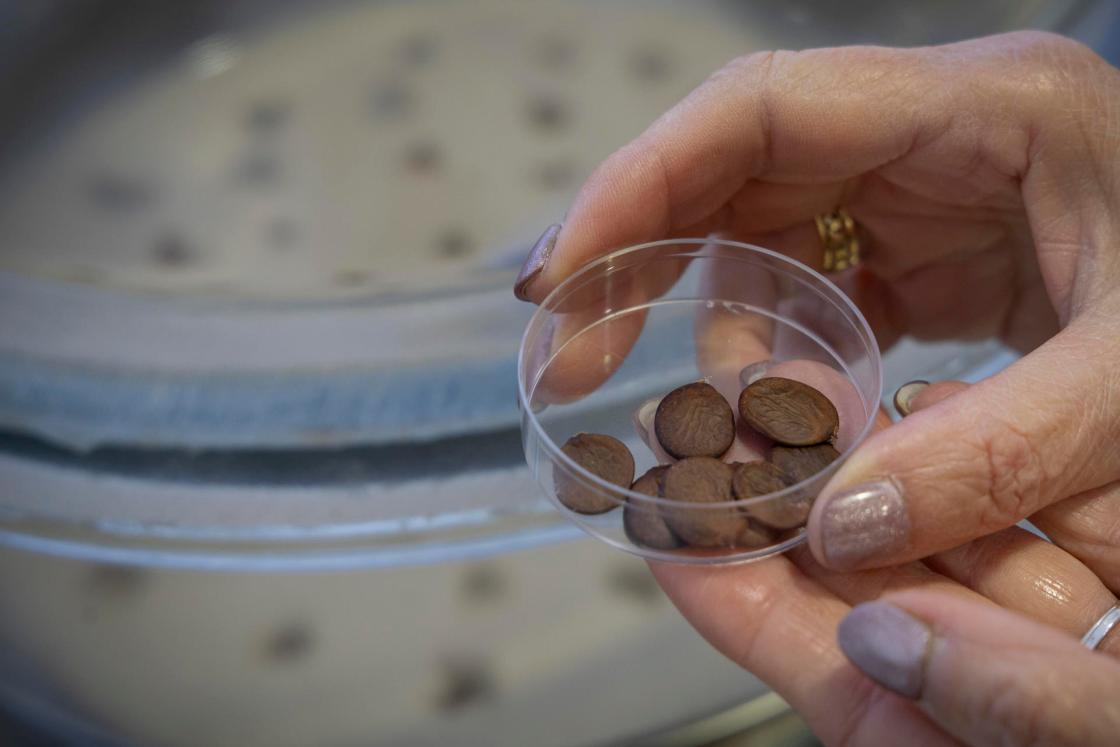 MÁLAGA (ESPAÑA), 06/02/2025.- Impedir que ciertas especies de plantas se extingan tras periodos severos de sequía, incendios forestales o catástrofes es uno de los principales objetivos de bancos de semillas como el de la Universidad de Málaga (UMA), una herramienta "fundamental" para la conservación de la biodiversidad. Así lo afirma a EFE María del Mar Trigo, la directora científica del Jardín Botánico de la UMA, donde se ubica este banco de semillas que, a pesar de ser relativamente joven -comenzó a funcionar a principios de 2022-, tiene cerca de 200 muestras de unas 125 especies diferentes. EFE/Álvaro Cabrera