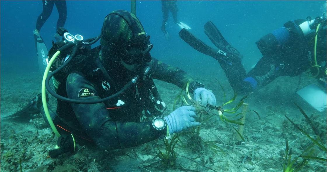 Vellmarí replanta en Formentera 1.500 ejemplares de posidonia con el apoyo de Cofidis./FOTO CEDIDA POR COFIDIS