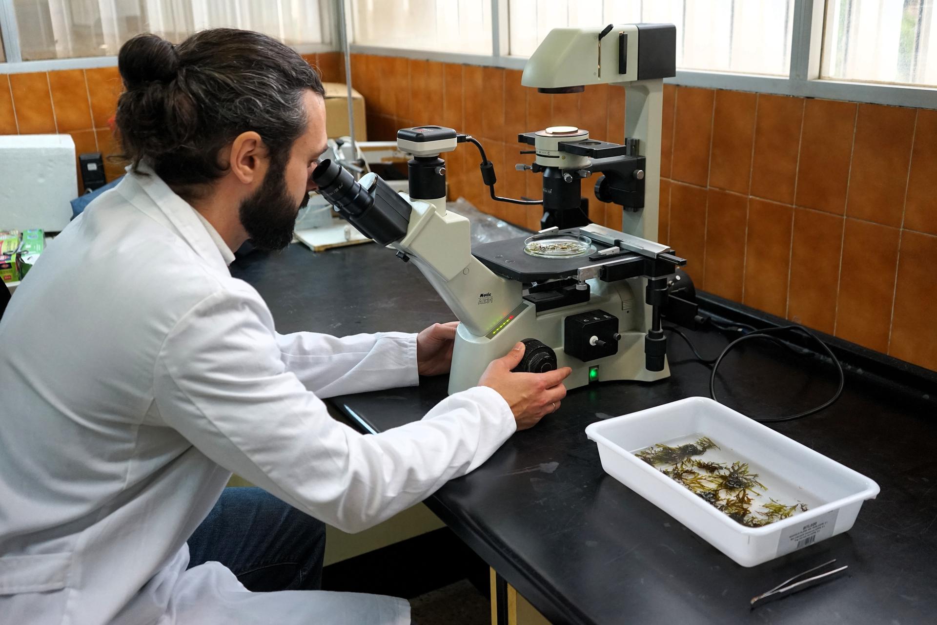 El alga asiática responde a unas 'ventanas temporales' en su carácter invasivo por las cuales genera en verano y otoño una gran cantidad de nuevos individuos, mientras que en primavera y principios de la época estival su población se reduce pero aumenta en biomasa, según un estudio de investigadores de la Universidad de Málaga.EFE/María Alonso