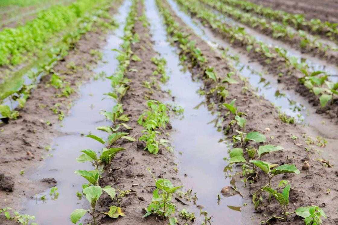 Cómo proteger los cultivos tras lluvias intensas; la solución microbiológica ante los extremos climáticos