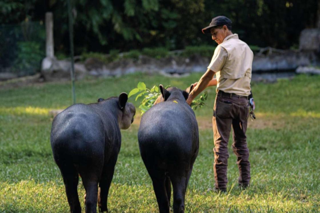 Tótem; Desarrollo inmobiliario sustentable que impulsa la conservación del Tapir en Kinchil, Yucatán