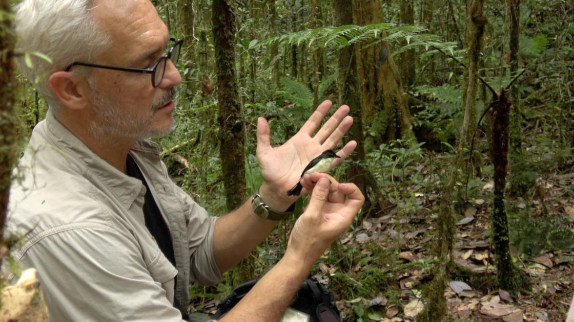 En la fotogafía, el investigador del Museo Nacional de Ciencias Naturales, Borja Milá, posa junto al ‘Melanocharis citreola’, la nueva especie descubierta en Nueva Guinea, la primera en los últimos ochenta años.