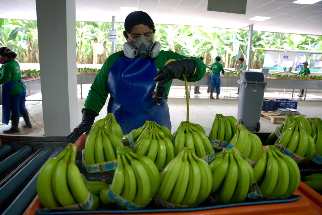 Fotografía de archivo donde se ve a una trabajadora limpiando banano, en la localidad de Pasaje, provincia del Guayas (Ecuador). EFE/ Mauricio Torres ARCHIVO
