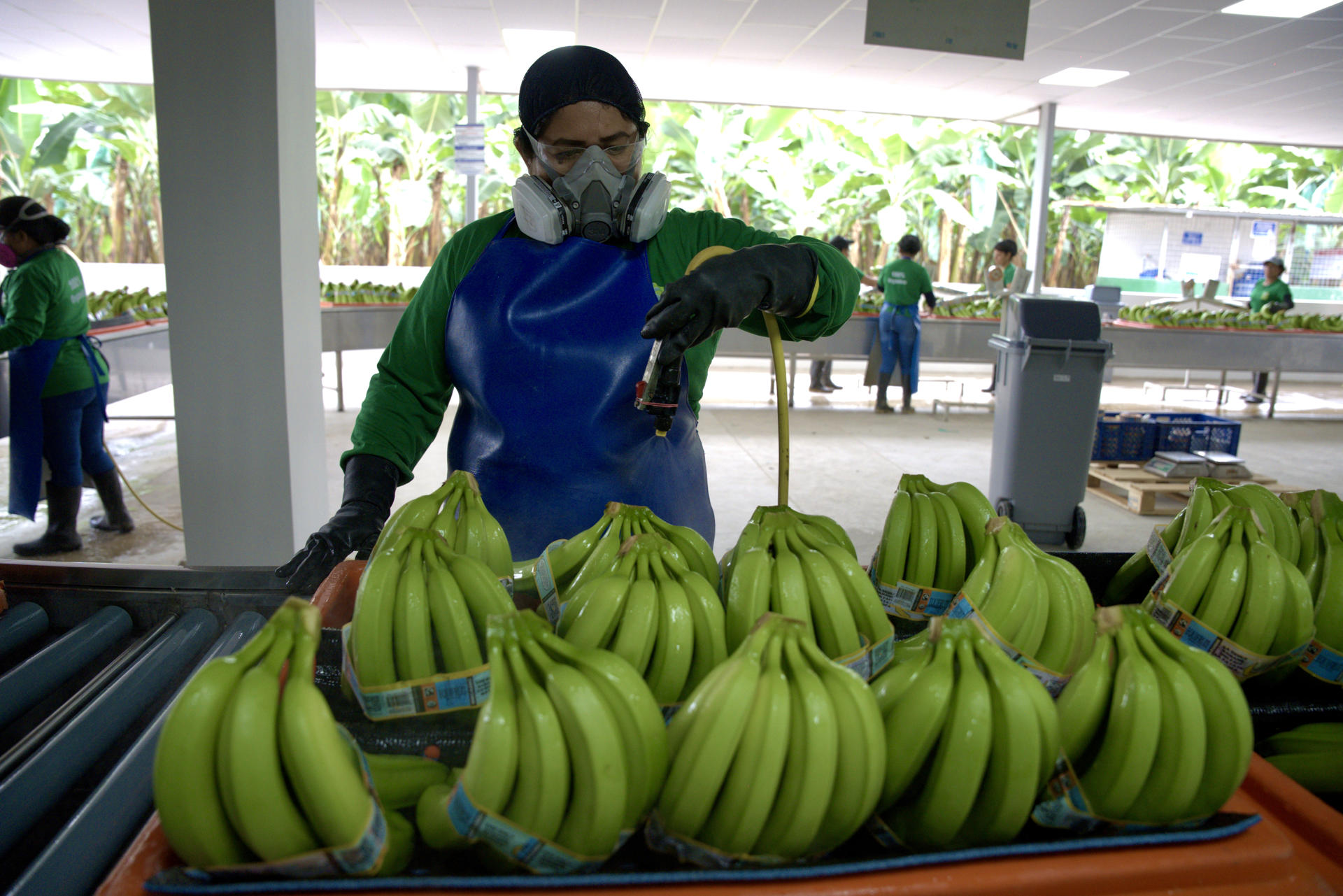 Fotografía de archivo donde se ve a una trabajadora limpiando banano, en la localidad de Pasaje, provincia del Guayas (Ecuador). EFE/ Mauricio Torres ARCHIVO