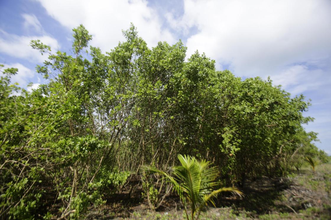 Fotografía de manglares en la Isla Galeta (Panamá). EFE/Carlos Lemos