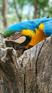 Fotografía cedida por Sebrae/Embratur del 16 de noviembre de 2024 de una guacamaya Azul - amarilla (Ara ararauna), en la ciudad de Cuiabá (Brasil). EFE/ Sebrae/embratur / SOLO USO EDITORIAL/SOLO DISPONIBLE PARA ILUSTRAR LA NOTICIA QUE ACOMPAÑA (CRÉDITO OBLIGATORIO)