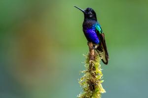 Fotografía de un colibrí este miércoles, en Nanegalito (Ecuador). EFE/ José Jácome
