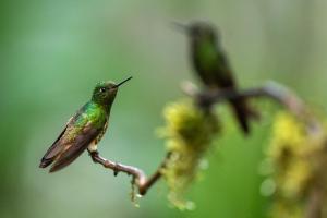Fotografía de colibríes este miércoles, en Nanegalito (Ecuador). EFE/ José Jácome