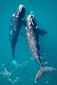 Fotografía cedida por Visit Argentina que muestra dos ballenas en Chubut (Argentina). EFE/ Visit Argentina /SOLO USO EDITORIAL/ NO VENTAS/ SOLO DISPONIBLE PARA ILUSTRAR LA NOTICIA QUE ACOMPAÑA (CRÉDITO OBLIGATORIO)