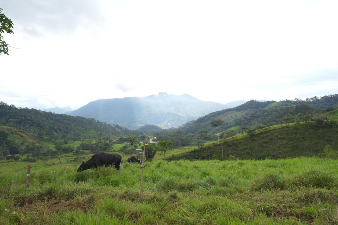 Ecuador strengthens its position as a global leader in sustainable, deforestation-free production after adding cocoa, dairy, and guayusa to its food offering. EFE/United Nations Development Programme (UNDP)