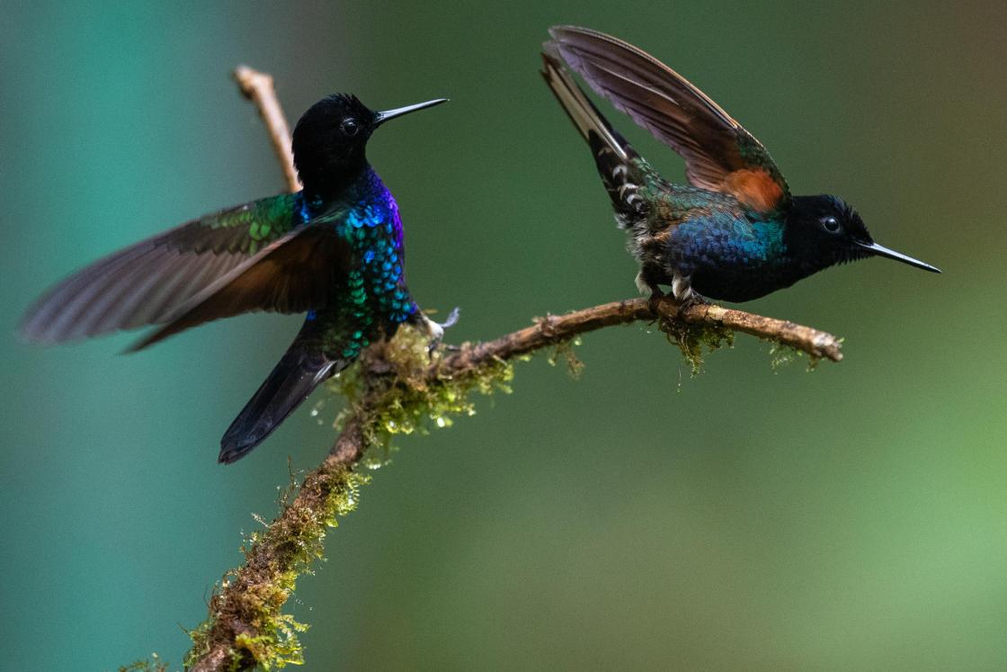 Fotografía de colibríes volando este miércoles, en Nanegalito (Ecuador). EFE/ José Jácome