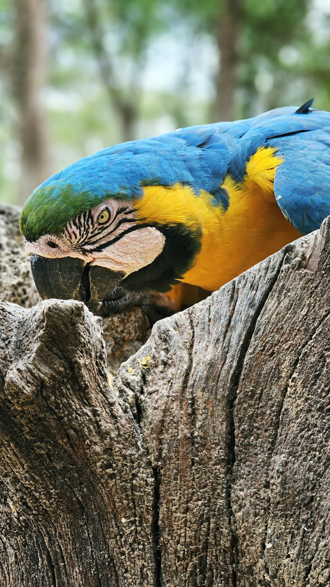 Handout photo provided by Sebrae/Embratur dated November 16, 2024, showing a blue-and-yellow macaw (Ara ararauna) in the city of Cuiabá, Brazil. EFE/Sebrae/Embratur / EDITORIAL USE ONLY / ONLY AVAILABLE TO ILLUSTRATE THE ACCOMPANYING NEWS STORY (MANDATORY CREDIT) 