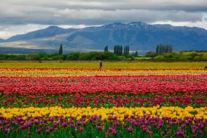 Fotografía cedida por Visit Argentina que muestra un campo de tulipanes en Chubut (Argentina). EFE/ Visit Argentina /SOLO USO EDITORIAL/ NO VENTAS/ SOLO DISPONIBLE PARA ILUSTRAR LA NOTICIA QUE ACOMPAÑA (CRÉDITO OBLIGATORIO)
