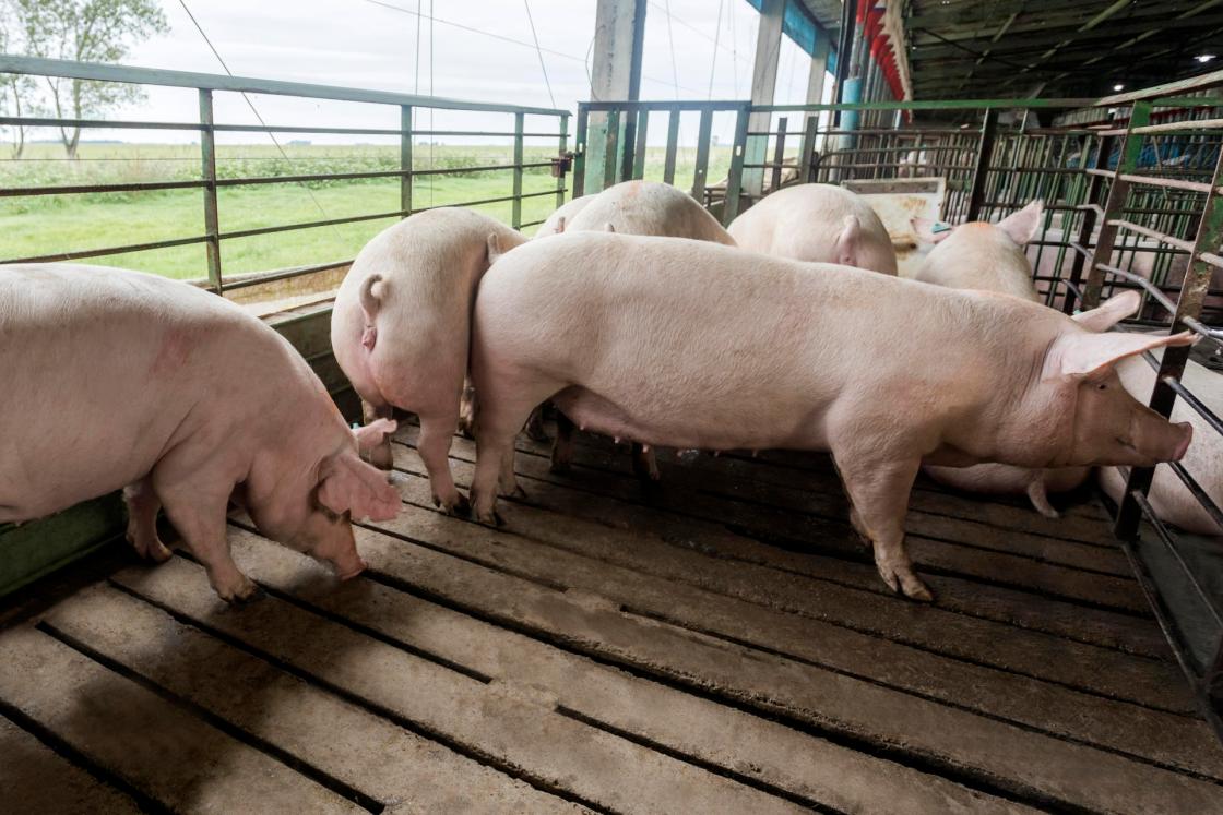 Fotografía sin fecha cedida por Biogénesis Bagó de varios cerdos en una granja porcina en Castelli (Argentina). EFE/ Biogénesis Bagó /SOLO USO EDITORIAL/NO VENTAS/SOLO DISPONIBLE PARA ILUSTRAR LA NOTICIA QUE ACOMPAÑA (CRÉDITO OBLIGATORIO)