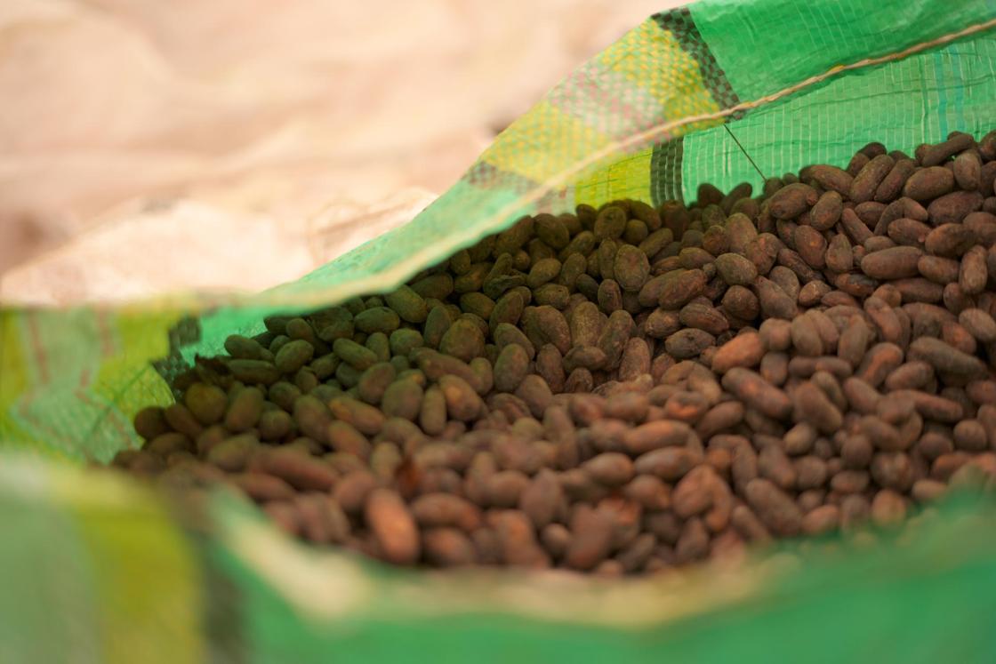 Ecuador strengthens its position as a global leader in sustainable, deforestation-free production after adding cocoa, dairy, and guayusa to its food offering. EFE/United Nations Development Programme (UNDP)